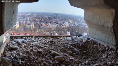 Live Webcam Wanderfalken Augsburg