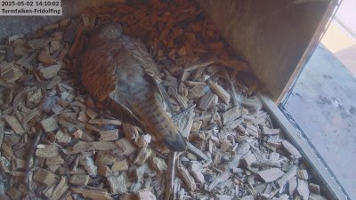 Live Webcam Turmfalken Fridolfing