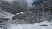 Halsgrube-Bartgeier Halsgrube-Bartgeier