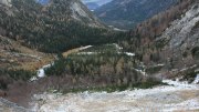 Halsgrube-Bartgeier Halsgrube-Bartgeier
