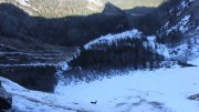 Halsgrube-Bartgeier Halsgrube-Bartgeier