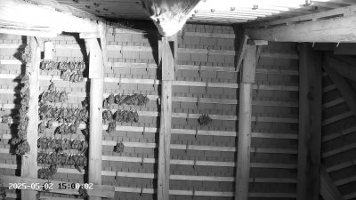 Live Webcam Großes Mausohr Rodenbach