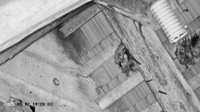 Live Webcam Großes Mausohr Rodenbach #2