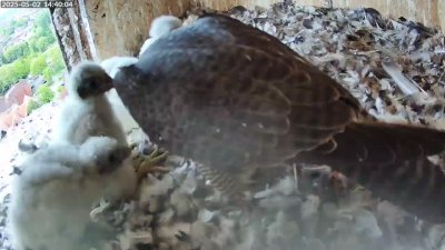 Live Webcam Turmfalken Schüttorf