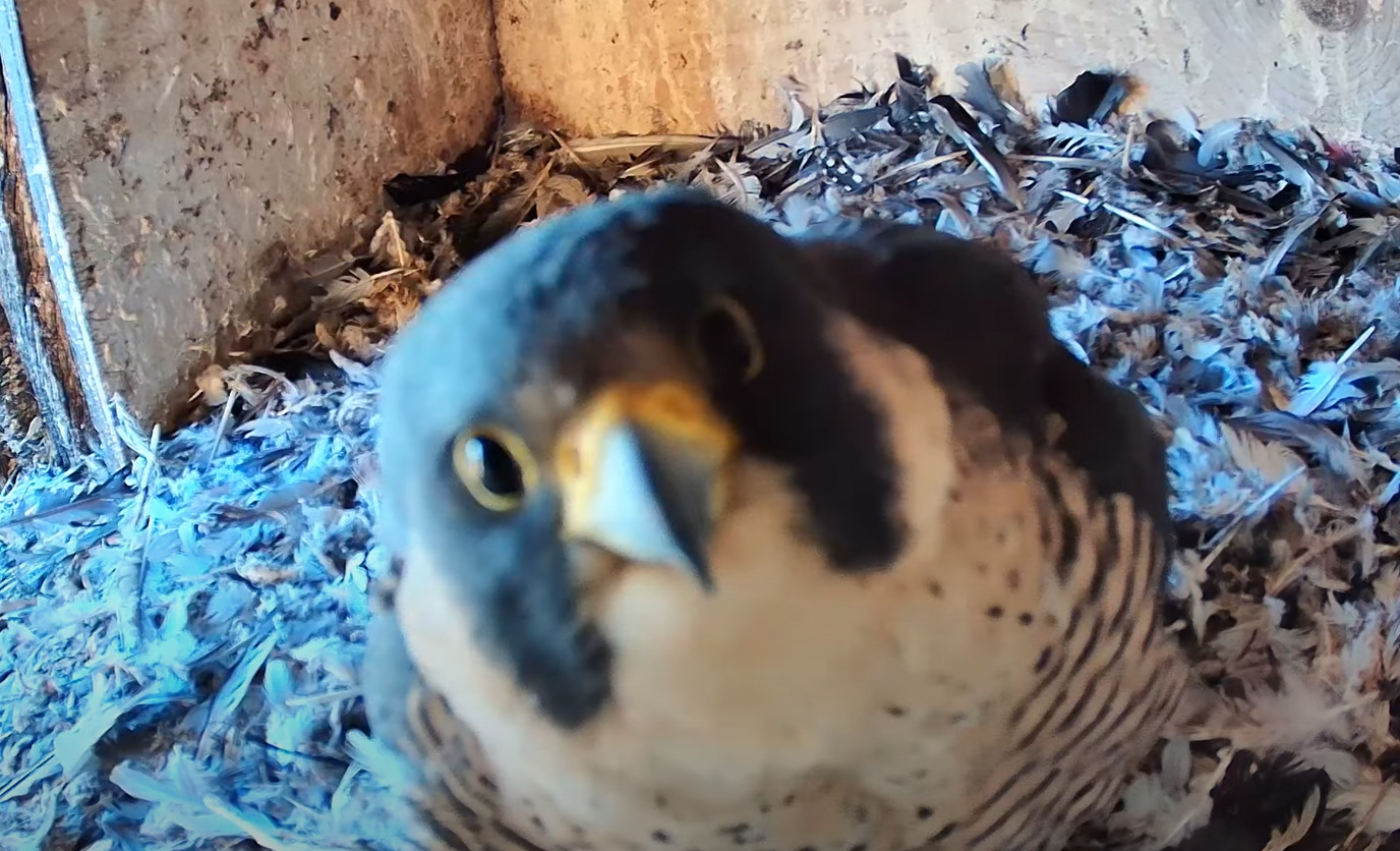 Wanderfalken Webcam Schüttorf