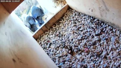 Live Webcam Turmfalken Siegsdorf