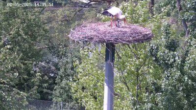 Live Webcam Störche Kleinostheim