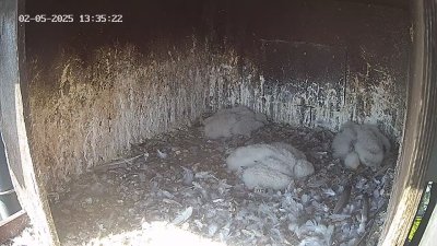 Live Webcam Wanderfalken Hohenkammer #1