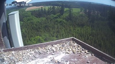 Live Webcam Wanderfalken Hohenkammer #2